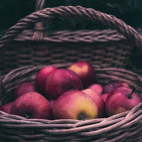 Full Measure Apples gathered in a woven basket, complete and intact. The composition emphasizes weight, containment, and the quiet finality of harvest.