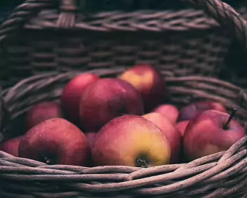 Full Measure Apples gathered in a woven basket, complete and intact. The composition emphasizes weight, containment, and the quiet finality of harvest.