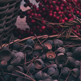 Mixed Yield Acorn cups and red berries share the same container. Different stages and textures coexist, introducing contrast without resolution.