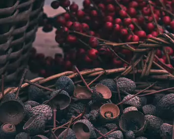 Mixed Yield Acorn cups and red berries share the same container. Different stages and textures coexist, introducing contrast without resolution.