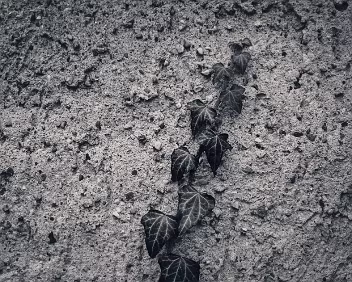 Single Ascent A lone ivy shoot climbs a rough concrete surface. Growth is tentative, surrounded by empty space and defined by contrast between organic form and mineral...