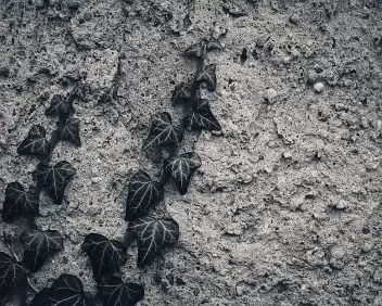 Paired Advance Two ivy shoots rise in parallel across the same wall. Repetition introduces rhythm, while small differences begin to shape a shared direction.