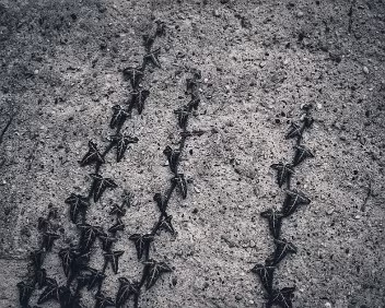 Pattern Forming Multiple ivy shoots trace repeating paths across concrete. Accumulated growth turns isolated movement into a visible structure.