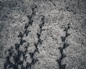 Pattern Forming Multiple ivy shoots trace repeating paths across concrete. Accumulated growth turns isolated movement into a visible structure.