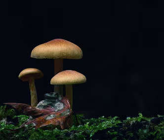 Autumn Kinship Close-up of three small mushrooms growing on moss in soft, directional light, set against a dark blurred background. Their warm amber caps contrast gently with...