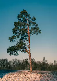 Pine A solitary pine stands against a pale winter sky, its warm trunk catching the last light while the forest recedes into quiet distance.