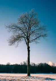 Slender A young tree rises from snow-covered ground, reduced to trunk and branches, its form held briefly against the open sky.