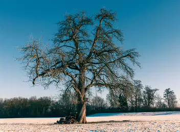 Sprawling An old tree spreads across the winter field, its heavy branches and nearby firewood carrying quiet traces of age and human presence.