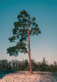 Pine A solitary pine stands against a pale winter sky, its warm trunk catching the last light while the forest recedes into quiet distance.