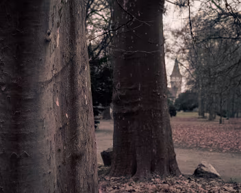Afterward Two tree trunks anchor the frame while distant architecture emerges faintly between them. With movement gone, the image settles into quiet continuity, leaving...