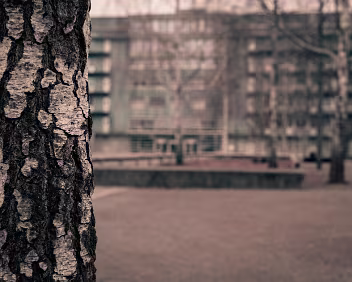 Shared Ground A tree trunk fills the foreground while a residential building softens into the background. Natural and built forms occupy the same space, separated only by...