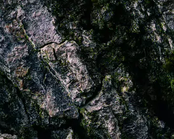 Fracture Lines A close-up study of weathered tree bark, where fractured planes and deep fissures form a quiet, geological rhythm. Subtle moss growth settles into the cracks,...