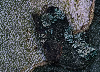 Broken Rhythm A close-up of patterned tree bark interrupted by an irregular patch of lichen. The ordered surface contrasts with organic growth, creating a quiet tension...