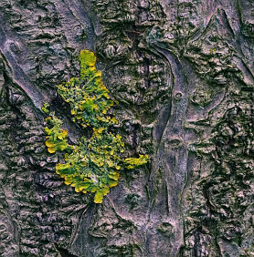 Persistent Growth Bright lichen spreads across deeply textured bark, standing out against a subdued, weathered surface. Growth and decay coexist in a quiet but vivid balance.