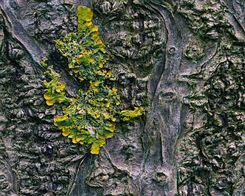 Persistent Growth Bright lichen spreads across deeply textured bark, standing out against a subdued, weathered surface. Growth and decay coexist in a quiet but vivid balance.