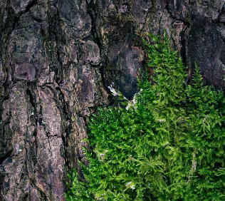 Encroachment A close study of textures where soft moss gradually overtakes the rugged bark of a tree. The image explores quiet persistence and contrast — growth against age,...