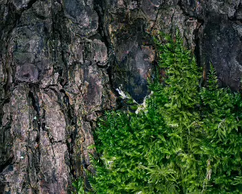 Encroachment A close study of textures where soft moss gradually overtakes the rugged bark of a tree. The image explores quiet persistence and contrast — growth against age,...