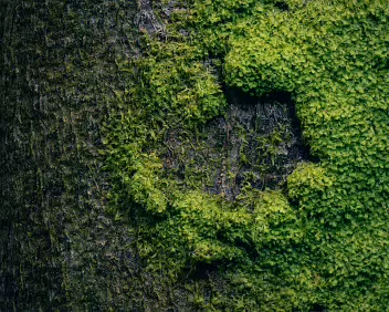 Emergence A close study of moss forming organic shapes against the rough surface of tree bark. The image blurs the line between natural detail and abstraction, revealing...
