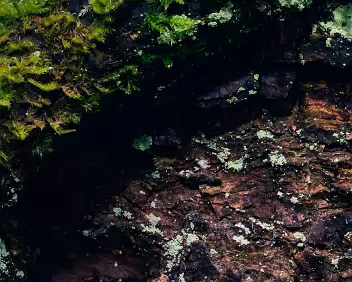 Fracture A close-up of moss, lichen, and bark divided by a deep, dark fissure. The image explores separation and contrast within a small natural landscape, revealing...