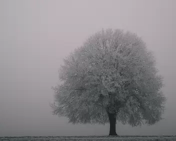 Frost Silhouette Frost-coated solitary tree emerging softly from dense winter fog.