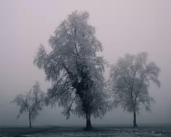 Chill Stand Three hoarfrost-covered trees clustered in a foggy, muted winter field.