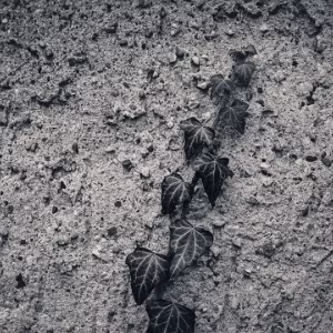 Emergent Patterns Ivy advancing across a concrete wall. From single shoots to repeating forms, small variations accumulate into visible...