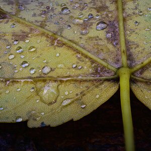 Hidden Worlds : Macro and close-up photography revealing hidden worlds through mushrooms, textures, and quiet details found in nature.
