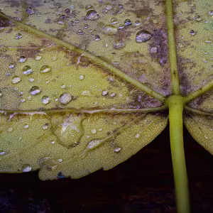 Hidden Worlds Macro and close-up photography revealing hidden worlds through mushrooms, textures, and quiet details found in nature.