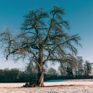 Standing Three solitary trees in winter light, photographed as quiet studies of form, presence, and endurance.
