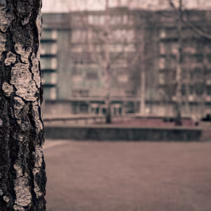 Still Here A quiet photographic series exploring trees and buildings as enduring forms, with a brief human presence passing...