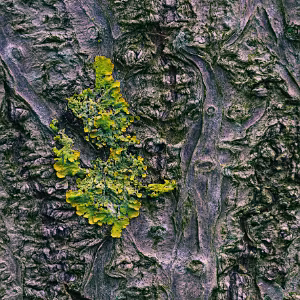 Surface States Surface States presents a small series of close-up photographs exploring tree bark as abstract surface. By isolating...