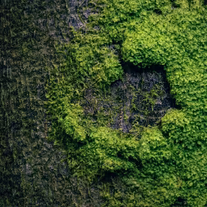 Thresholds This series explores natural thresholds — moments where growth advances, forms structure, or is interrupted. Through...