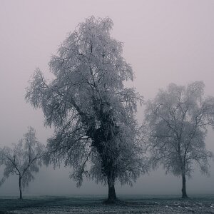Trees : Tree photography exploring form, repetition, and stillness through minimal winter landscapes and quiet natural scenes.